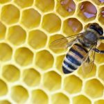 How Bees Make Wax