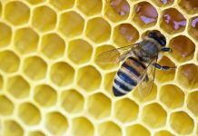 How Bees Make Wax