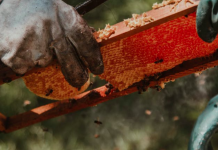 urban beekeeping: person collecting honey