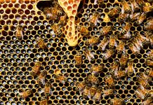 Bees in their beehives