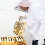 best bee suit from Vivo