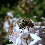 best bee trap