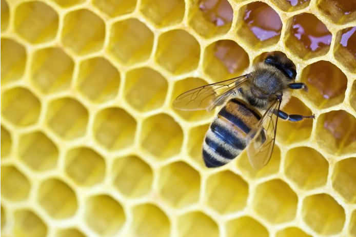 Here's a honeybee making some wax flakes. It takes 12 hrs for one bee to  make 8 flakes, and it takes approximately …